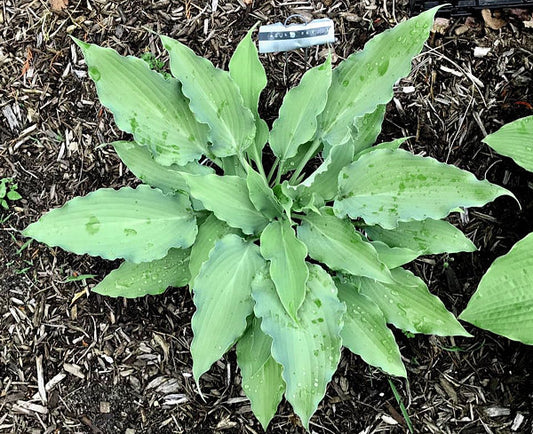 Azure Frills Hosta Plants online shopping