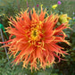 Show N Tell Dahlia