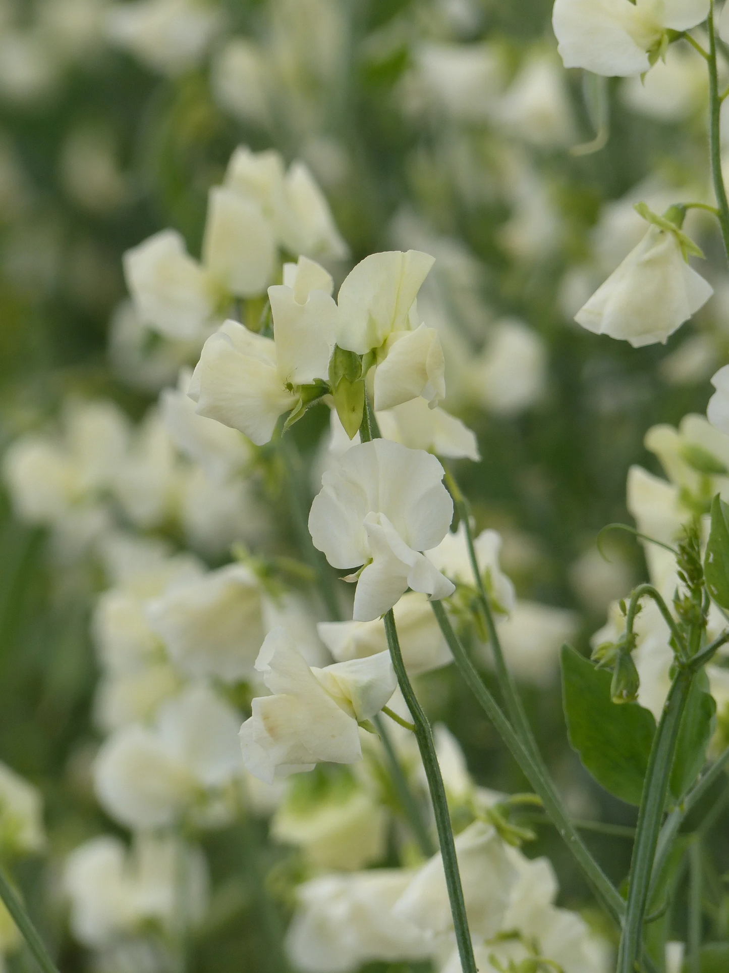 Winter Sunshine Cream Sweet Pea
