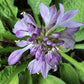 Puddles And Bumps Hosta Plants online shopping