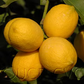 Yen Ben Lisbon Lemon Budwood citrus plant material online shopping
