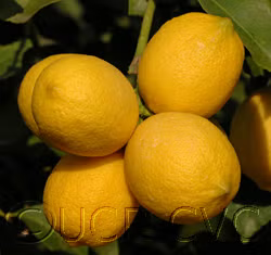 Yen Ben Lisbon Lemon Budwood citrus plant material online shopping