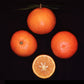 Temple Tangor Mandarin Budwood citrus plant material online shopping