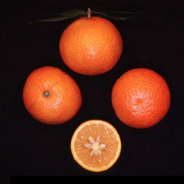Temple Tangor Mandarin Budwood citrus plant material online shopping