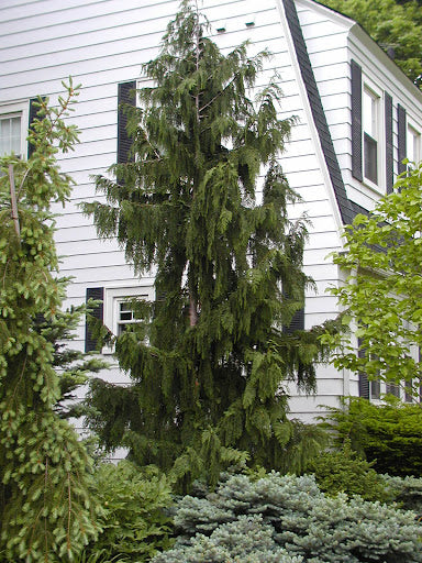 Chamaecyparis Callitropsis Nootkatensis Weeping Nootka False Cypress