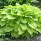 Golden Scepter Hosta Plants online shopping