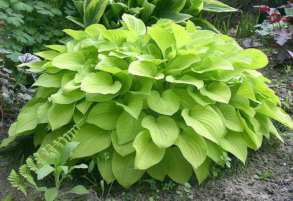 Golden Scepter Hosta Plants online shopping