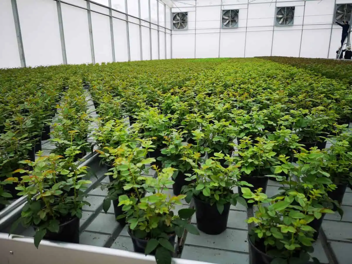 Active Aqua 4' Wide Infinity Tray  Ebb and Flow Flood Table