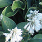 Osprey Hosta Plants online shopping