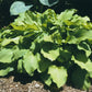 Sublime Lime Hosta Plants online shopping