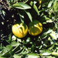 Lane Late Navel Orange Budwood citrus plant material online shopping