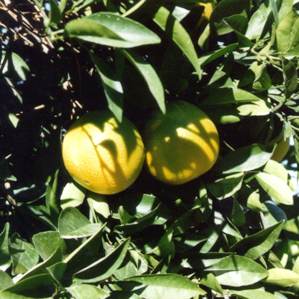 Lane Late Navel Orange Budwood citrus plant material online shopping