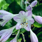Smoke Signals Hosta Plants online shopping