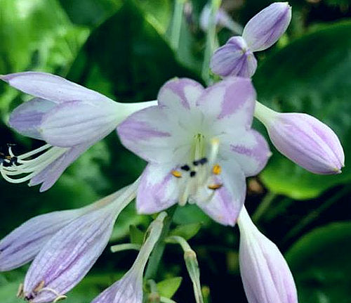Smoke Signals Hosta Plants online shopping