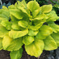 Seasons In The Sun Hosta Plants online shopping