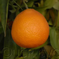Carte Noir Clementine Budwood citrus plant material online shopping