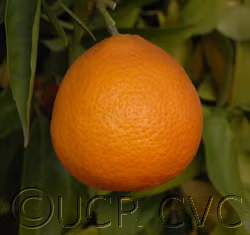 Carte Noir Clementine Budwood citrus plant material online shopping