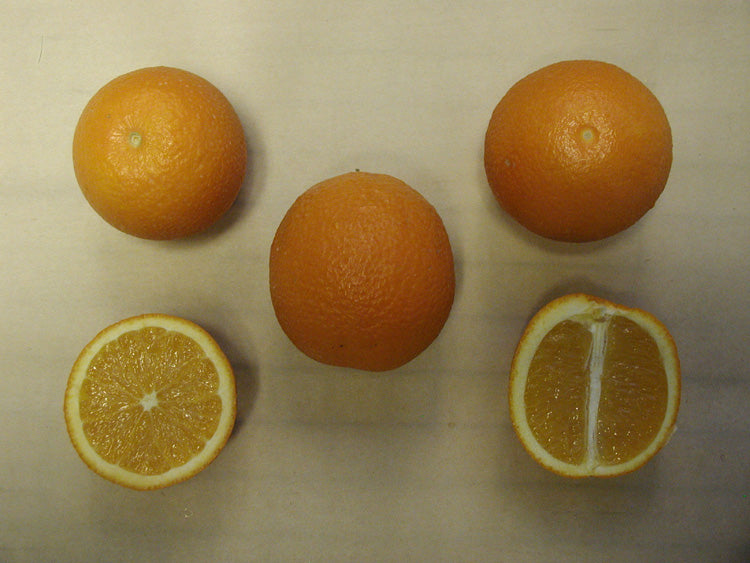 Akcay Sekeri Sweet Orange Plant citrus plant material online shopping