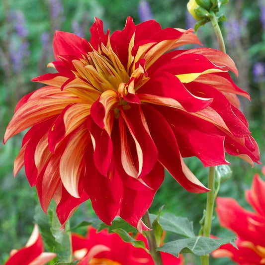 Nick Sr. Dahlia