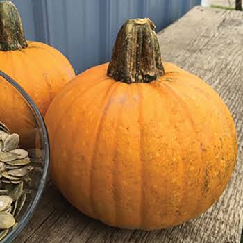 Naked Bear F1 Pumpkin