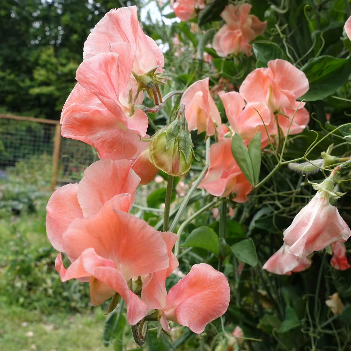 Apricot Queen Sweet Pea seeds online shopping