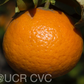 King Tangor Mandarin Budwood citrus plant material online shopping