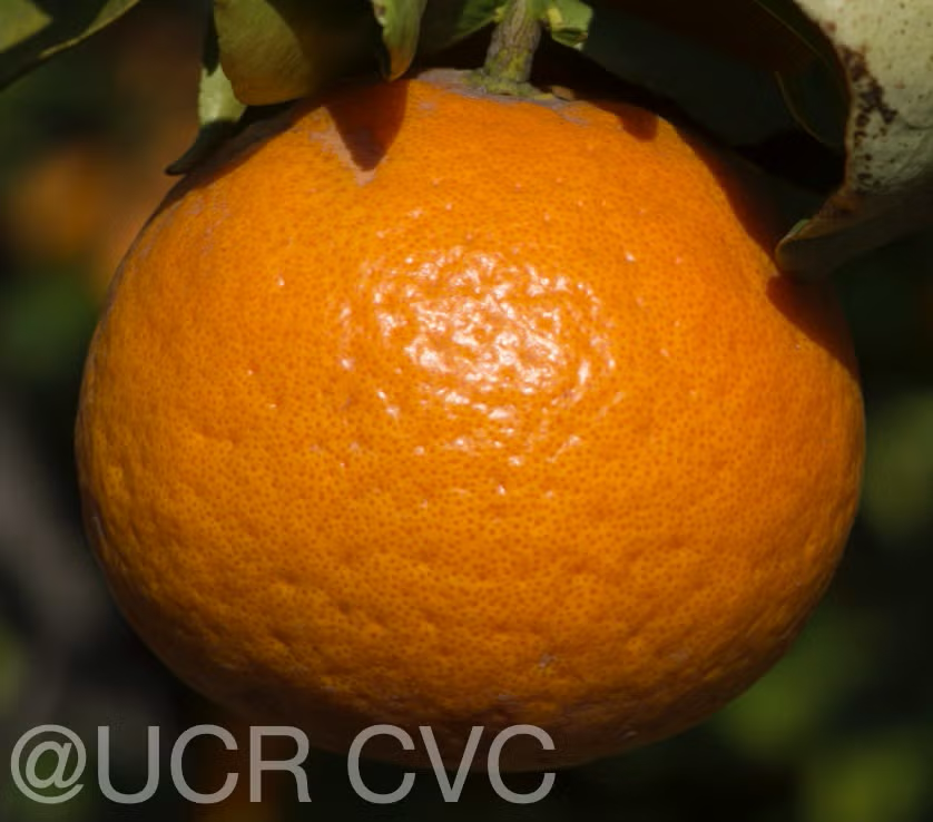 King Tangor Mandarin Budwood citrus plant material online shopping