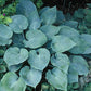High Tide Hosta Plants online shopping