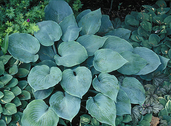 High Tide Hosta Plants online shopping