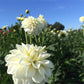 Marshmallow Dahlia