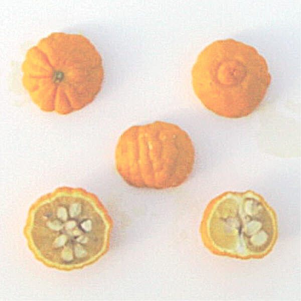 Rubidoux Trifoliate Budwood citrus plant material online shopping