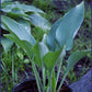 Smoke Signals Hosta Plants online shopping
