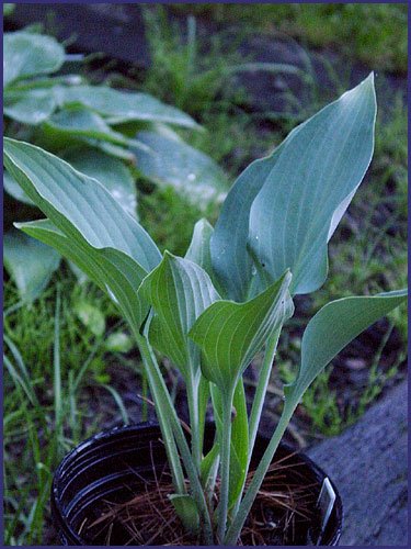 Smoke Signals Hosta Plants online shopping