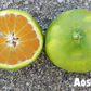 Aoshima Satsuma Mandarin Budwood citrus plant material online shopping