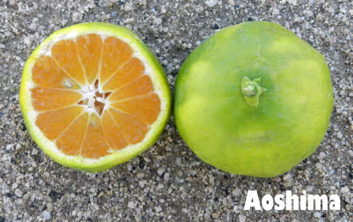 Aoshima Satsuma Mandarin Budwood citrus plant material online shopping