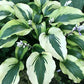 Monkey Business Hosta Plants online shopping