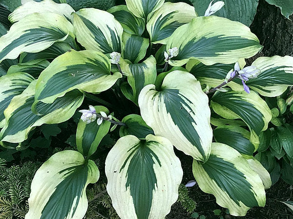 Monkey Business Hosta Plants online shopping
