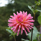 Tutti Frutti Dahlia