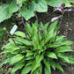 Red Zeppelin Hosta Plants online shopping