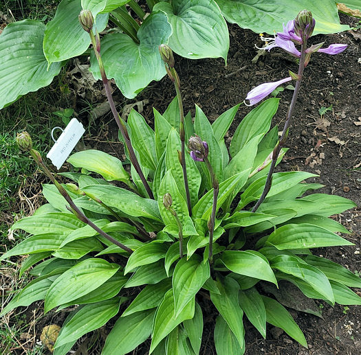 Red Zeppelin Hosta Plants online shopping