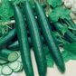 Vista F1 Cucumber