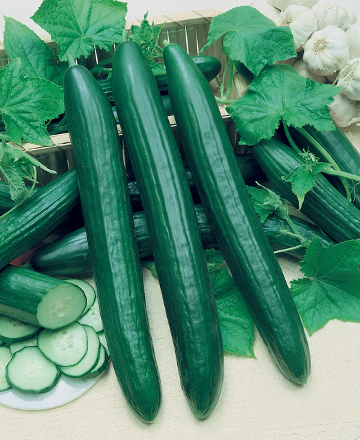 Vista F1 Cucumber