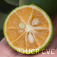 Excalibur Red Lime Hybrid Budwood citrus plant material online shopping