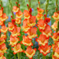 Princess Margaret Rose Gladiolus Corms
