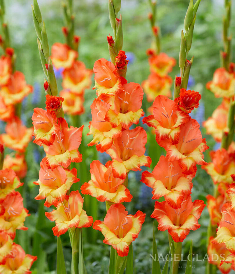 Princess Margaret Rose Gladiolus Corms