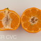 Richard's Special Mandarin Budwood citrus plant material online shopping