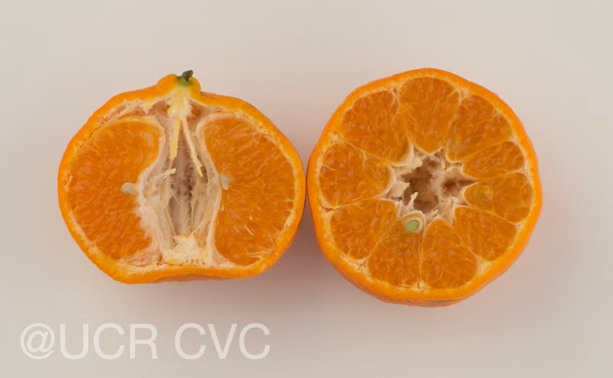 Richard's Special Mandarin Budwood citrus plant material online shopping