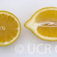 Limonero Fino Largo 95 Lemon Budwood citrus plant material online shopping