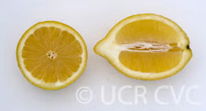 Limonero Fino Largo 95 Lemon Budwood citrus plant material online shopping