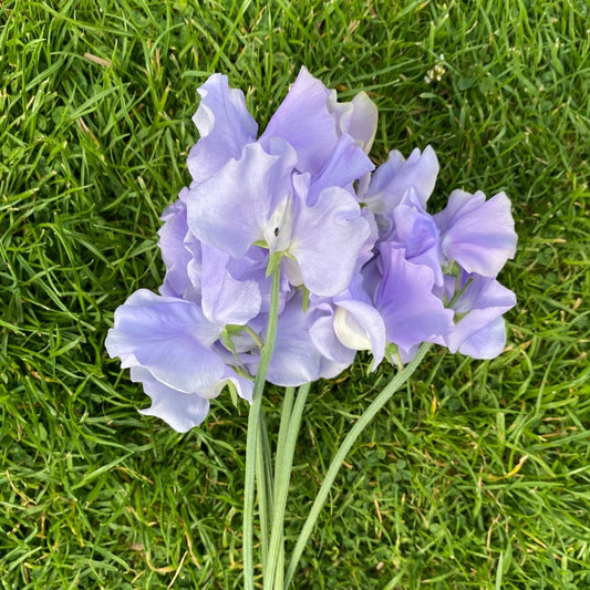 Chris Harrod Sweet Pea